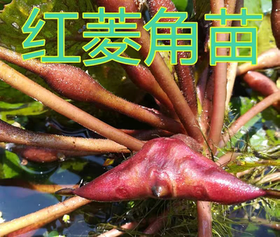 红色菱角苗