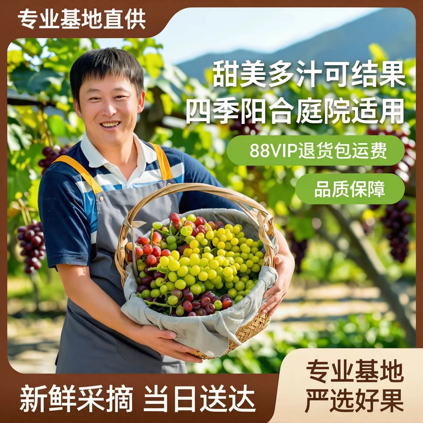 天狼葡萄阳台庭院耐寒耐热四季盆栽可食用果树阳光玫瑰图片