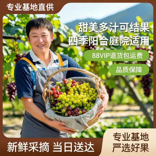 天狼葡萄阳台庭院耐寒耐热四季盆栽可食用果树阳光玫瑰