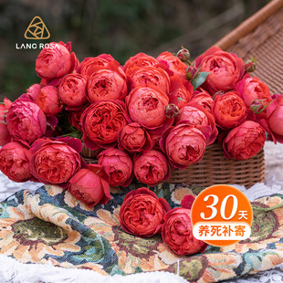 天狼月季 开花庭院阳台楼顶美观植物玫瑰盆栽花苗 红色系列多季