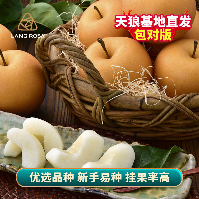 天狼 梨树 庭院花园易养护地栽可食用果树果苗翠冠梨裸根苗