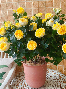天狼月季金丝雀多季开花阳台大花微型月季丰花勤花庭院阳台