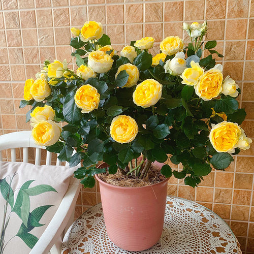 天狼月季金丝雀微型庭院玫瑰植物