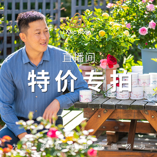 【直播特价专拍】天狼月季 直播团购链接