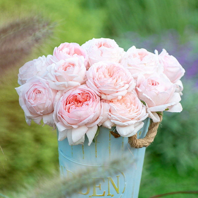 天狼月季妍姿庭院灌木粉色自育花量大观赏性玫瑰花卉盆栽新手推荐,鲜花速递/花卉仿真/绿植园艺,月季/蔷薇/玫瑰,淘宝优惠券,粉丝福利购,淘宝优惠卷