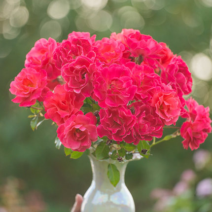 复7天狼月季庭院1.2升盆阳台植物观赏性易养护盆栽玫瑰花苗灌木