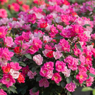 天狼月季梦繁星自育丰花耐热抗病观赏性植物花卉盆栽苗