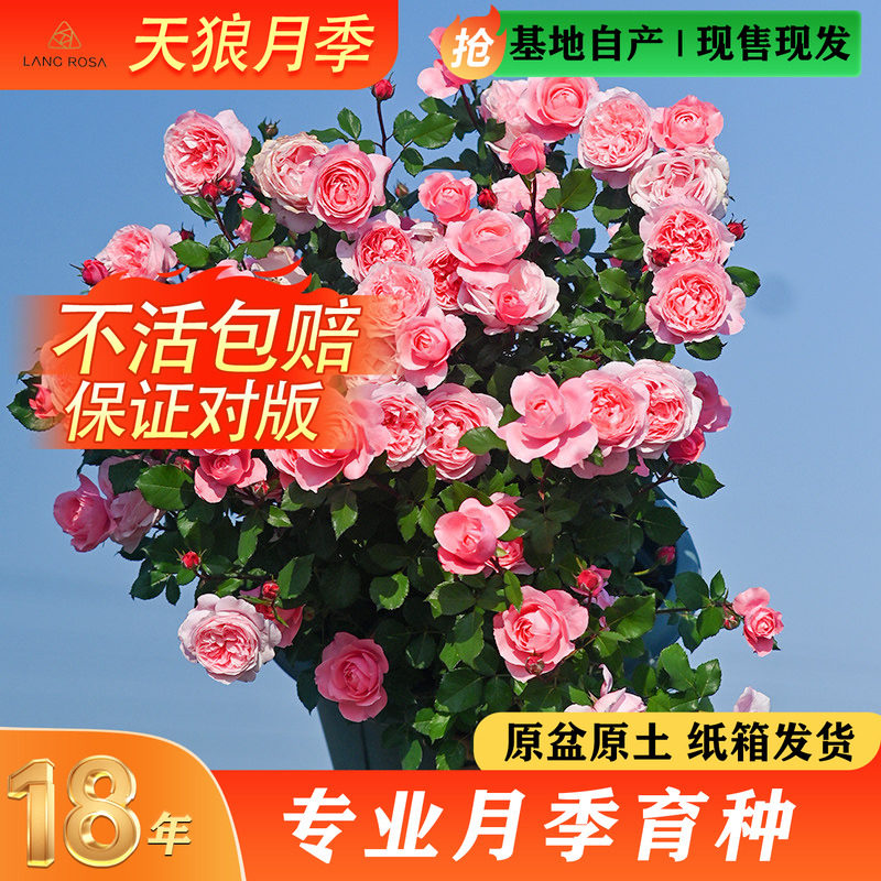 天狼月季2.8升盆栽苗庭院花园易养家庭园艺四季玫瑰花卉图片