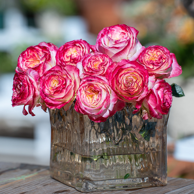 天狼月季复色灌木庭院露台植物