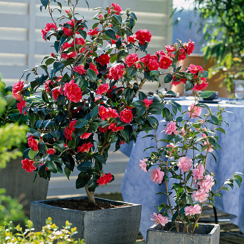 天狼山茶花盆栽苗庭院绿植