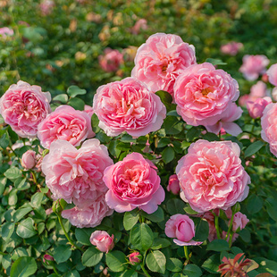 天狼月季舍农索城堡的女人们阳台可藤可灌丰花勤花盆栽苗新手推荐