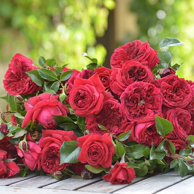 【直播福袋专享】玫瑰国度的天使1.2升盆,鲜花速递/花卉仿真/绿植园艺,月季/蔷薇/玫瑰,淘宝优惠券,粉丝福利购,淘宝优惠卷