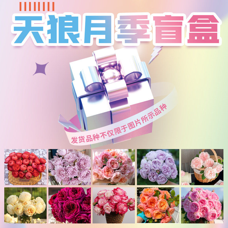 【月季随机品种】天狼月季家庭园艺庭院阳台楼顶新手推荐花卉盆栽