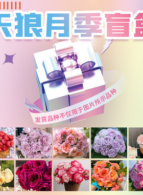 天狼月季直播团购链接