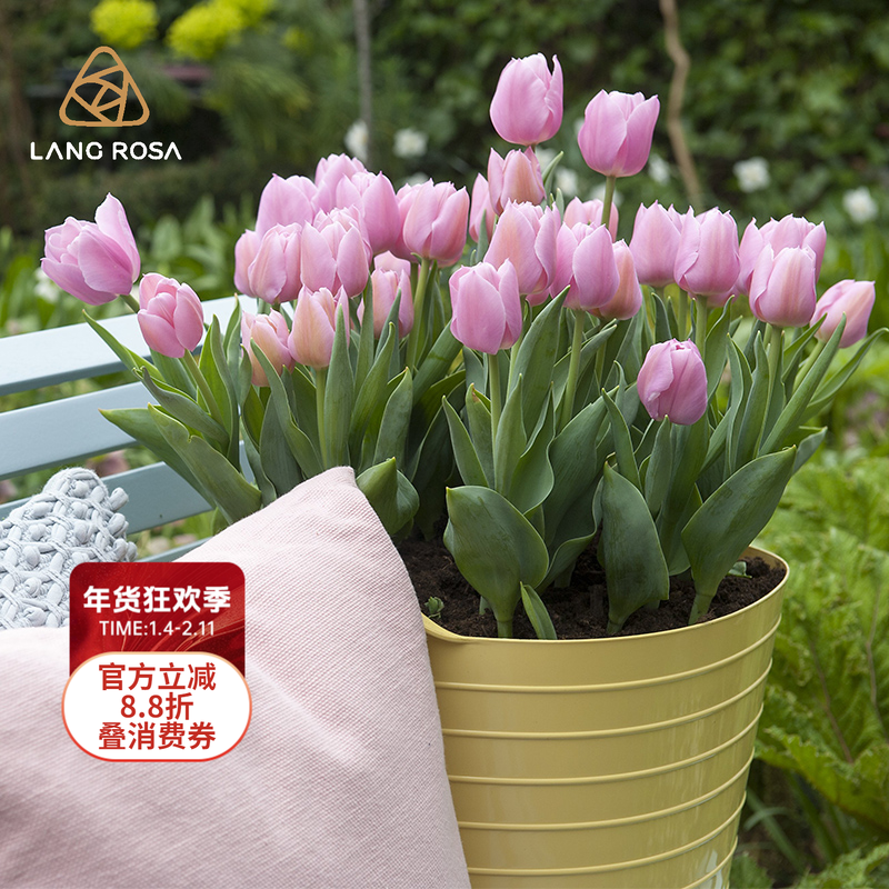 天狼 郁金香进口种球 自然球5度球易养耐寒球根花卉春季开花,鲜花速递/花卉仿真/绿植园艺,种球/裸根,淘宝优惠券,粉丝福利购,淘宝优惠卷