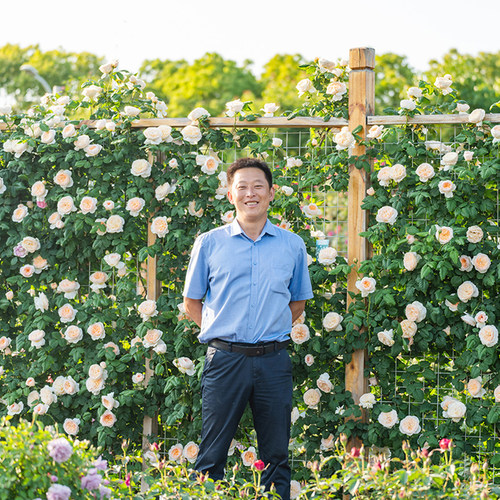 天狼月季涵仙自育玫瑰藤本