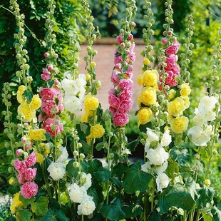 天狼 芝樱蜀葵喜光易养护易爆盆多年生观赏性草本植物花卉盆栽苗