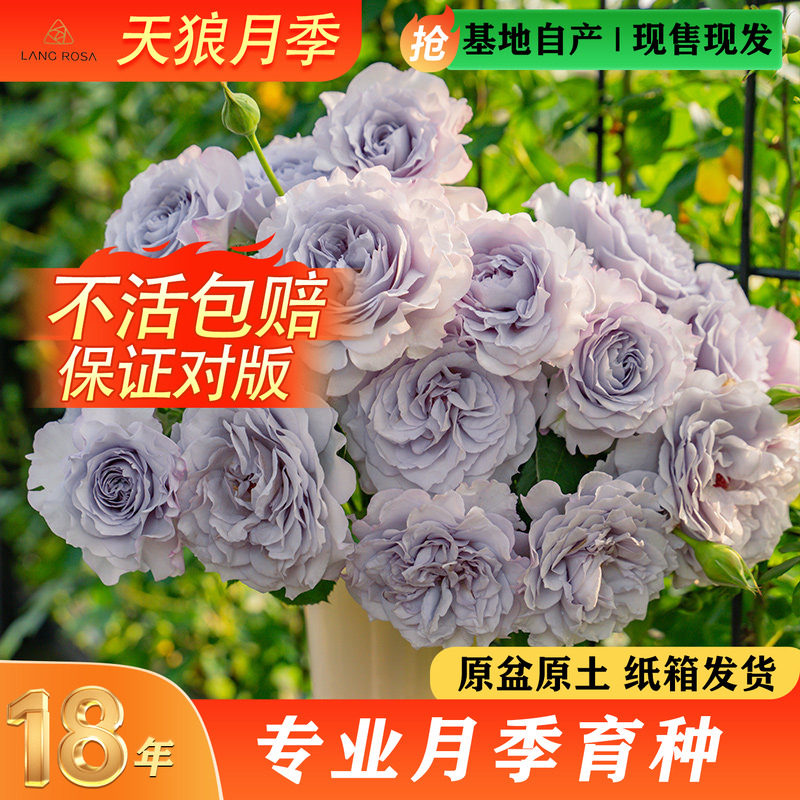 天狼月季蓝紫色系列多季开花庭院露台阳台植物玫瑰盆栽