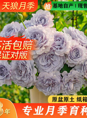 天狼月季蓝紫色系列多季开花庭院露台阳台植物玫瑰盆栽