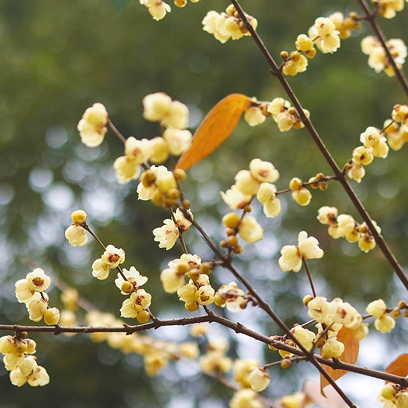 天狼腊梅新手推荐花香浓郁室外庭院花园盆栽地栽耐寒木本花卉观花