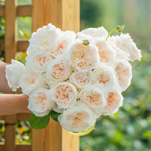 【直播福袋专享】月笼沙1.2升盆