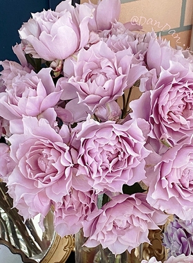 天狼月季幻紫庭院直立丰花灌木自育国月多季观赏性盆栽苗新手推荐