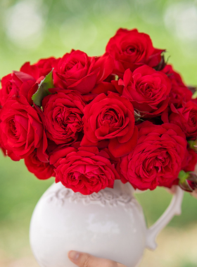 天狼月季火玲珑庭院紧凑直立型自育红色观赏性花卉盆栽苗新手推荐