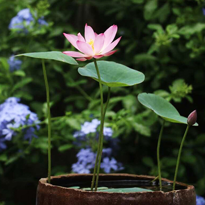 天狼 碗莲水培植物室内阳台莲花荷花水生根茎小四季观赏性植物