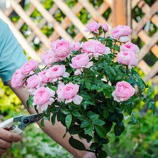 天狼月季盈盈粉花园灌木开张直立性观赏性玫瑰蔷薇盆栽苗新手推荐
