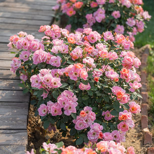 【直播福袋专享】西子烟雨1.2升盆