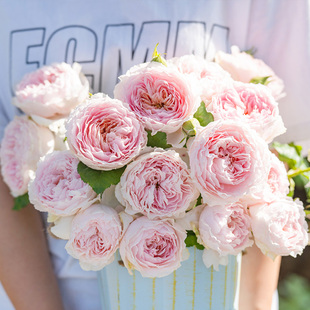 【直播福袋专享】娇云1.2升盆