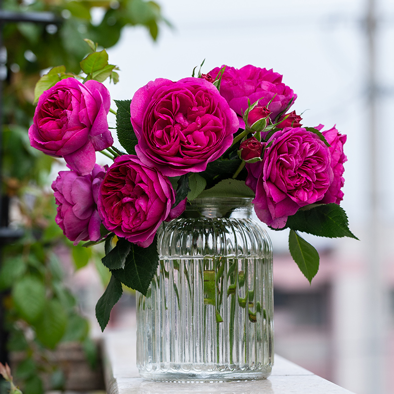 天狼灌木庭院露台观赏植物