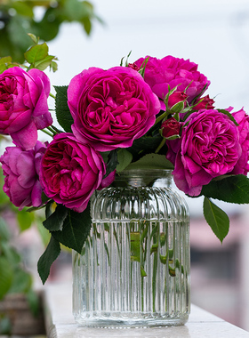 天狼月季 慈萱 自育月季玫瑰 多季浓香灌木月季盆栽苗敬献母亲