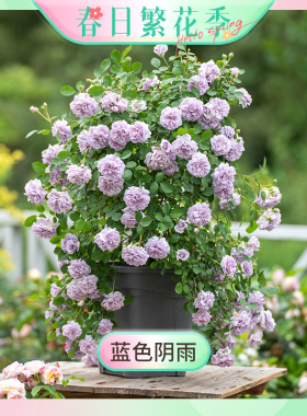 【繁花季-蓝色阴雨】天狼月季2.5/2.8升庭院花园垂吊藤本易养花卉