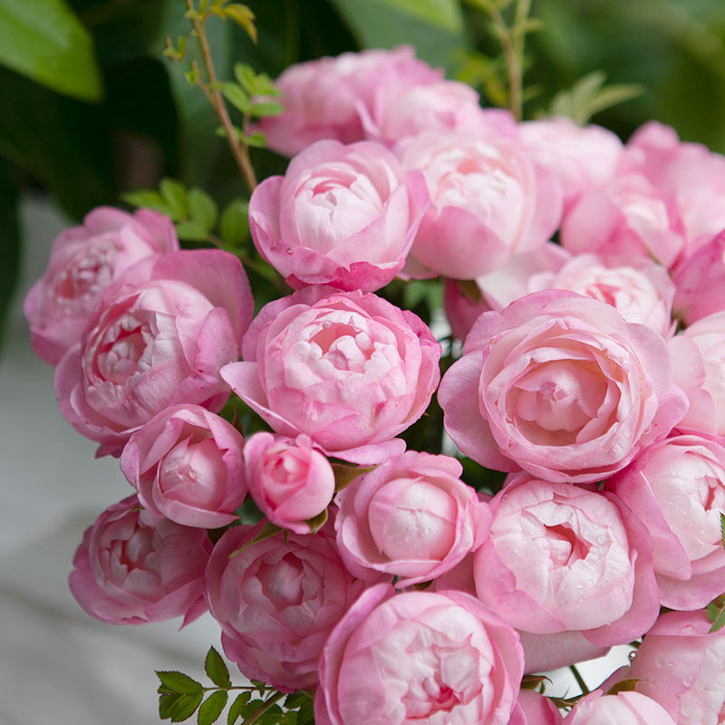 天狼月季灌木庭院露台草莓杏仁饼