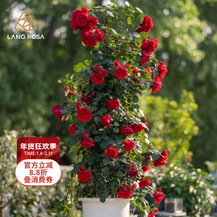 天狼月季长藤合集阳台庭院爬藤拱门月季盆栽玫瑰蔷薇观赏植物花苗