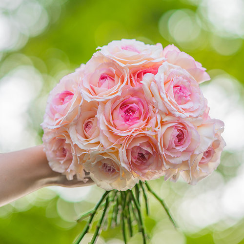 天狼月季/蔷薇/玫瑰自育丰花