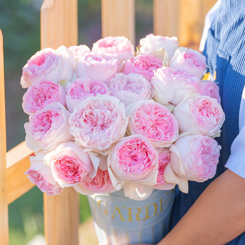 天狼月季伊芙乙女心花园灌木粉色大花观赏性直立花卉盆栽新手推荐,鲜花速递/花卉仿真/绿植园艺,月季/蔷薇/玫瑰,淘宝优惠券,粉丝福利购,淘宝优惠卷