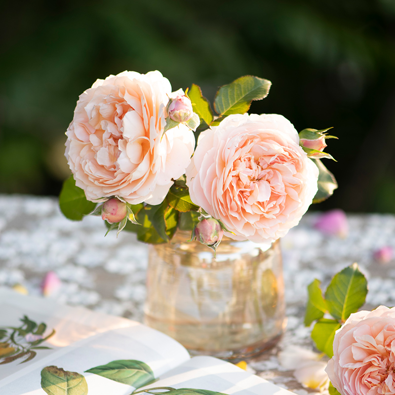 天狼月季 余霞 自育月季玫瑰 多季节开花丰花灌木月季盆栽苗