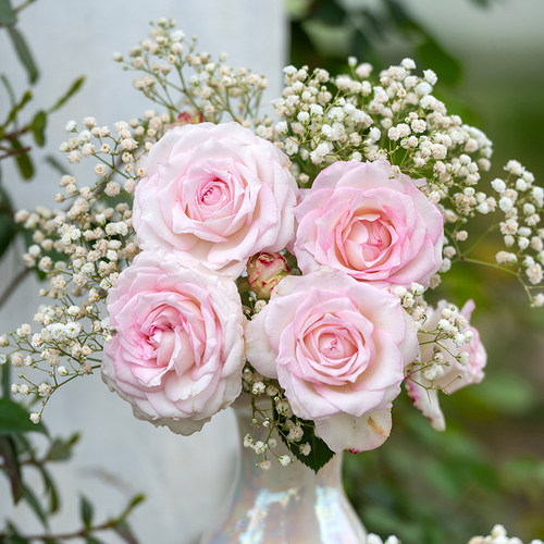 【秦筝素弦】天狼月季自育丰花浓香易养观赏性玫瑰花卉盆栽苗