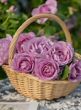 【蓝色风暴】天狼月季花园灌木多季开花易养观赏性盆栽苗新手推荐