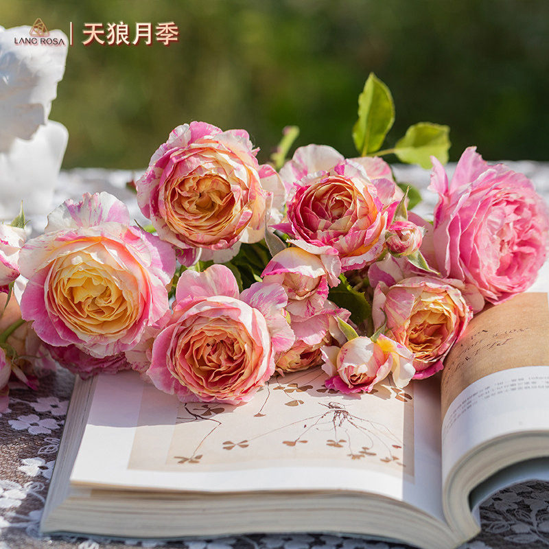 【克劳德莫奈】天狼月季  多季节重复开花粉黄色条纹浓香灌木月季