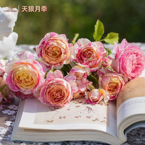 天狼月季莫奈条纹露台植物花卉