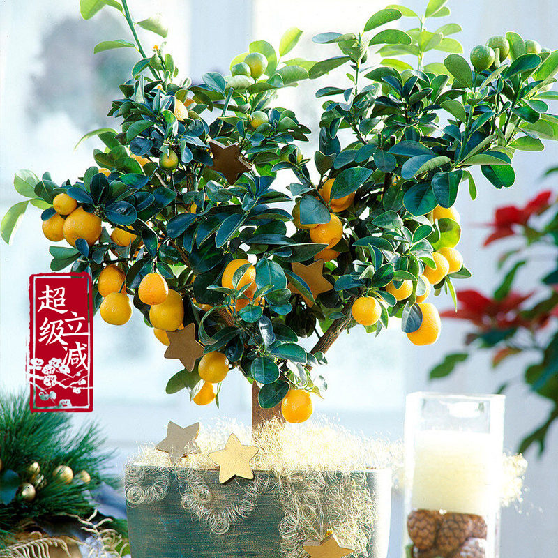 天狼 柑桔类果树庭院花园易养护可食用盆栽种植果树苗