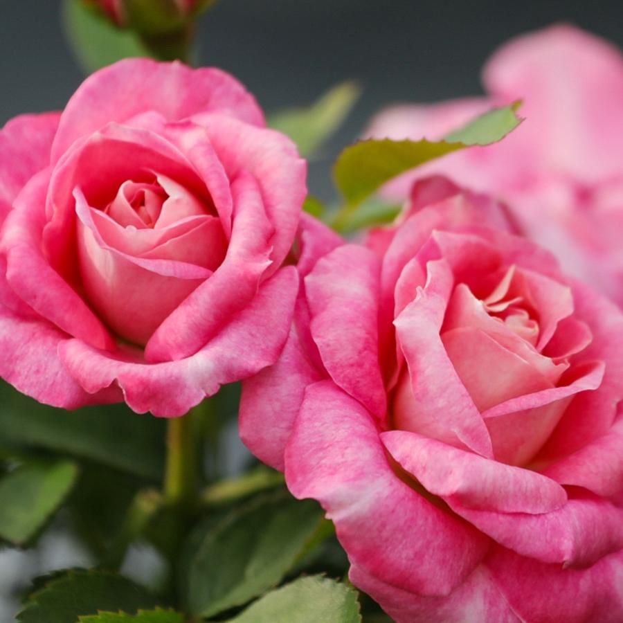 天狼月季海神王阳台阳台低矮型丰花勤花观赏性花卉盆栽苗新手推荐