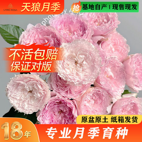 天狼空蒙罗衣等自育盆栽苗