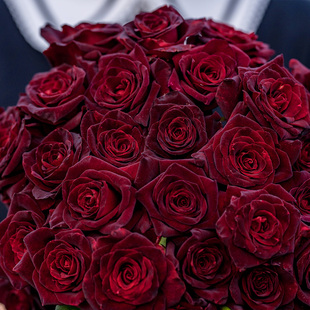 暗红大花观赏性盆栽苗新手推荐 天狼月季 黑巴克花园直立性灌木多季