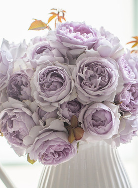 天狼月季隐隐青庭院开张直立型自育暑系列观赏性花卉盆栽新手推荐