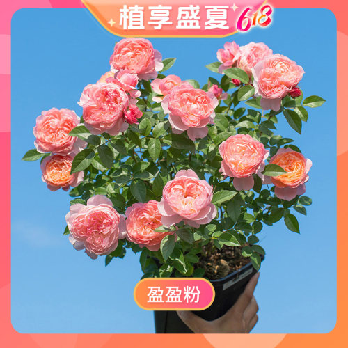 【花绽-盈盈粉】天狼月季自育耐热丰花多季易养盆栽花卉苗
