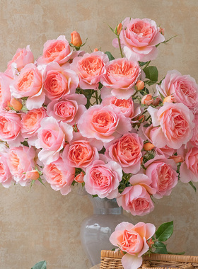 天狼月季杏让庭院灌木自育国月多季开花观赏性花卉盆栽苗新手推荐